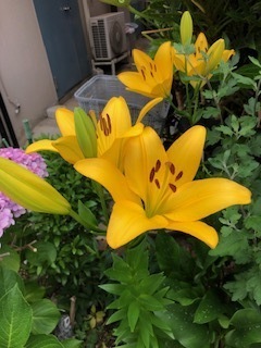 7.6.17-2.jpeg